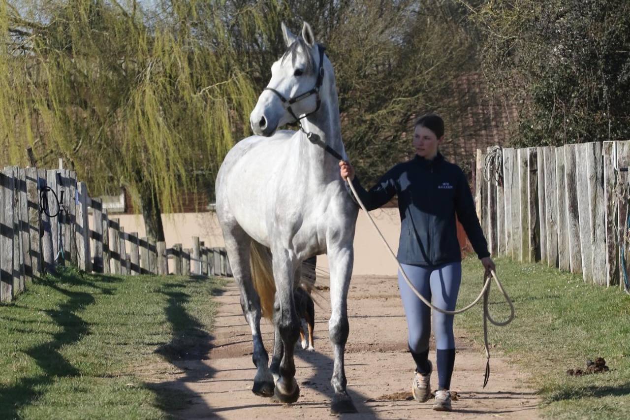 Actinium Brimbelles z - Zangersheide 2020 by AMADEUS Z