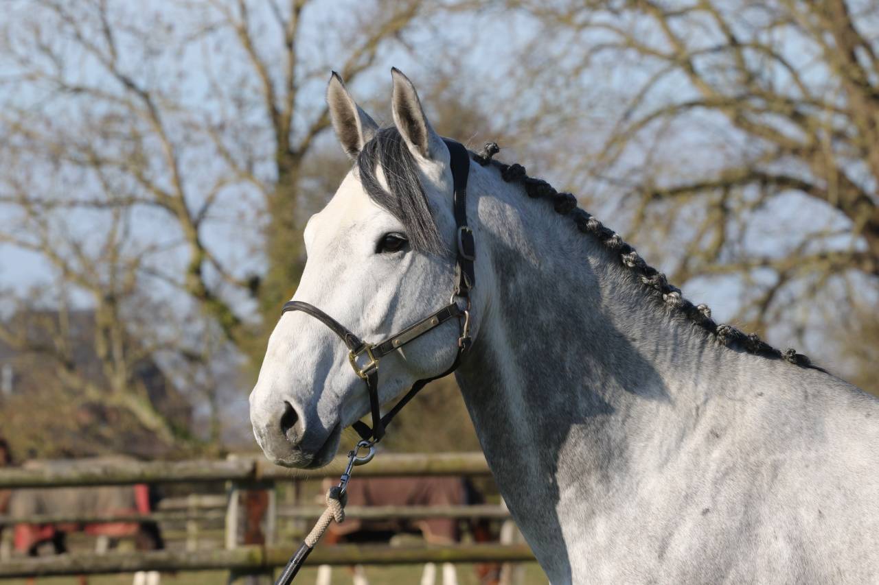 Actinium Brimbelles z - Zangersheide 2020 by AMADEUS Z