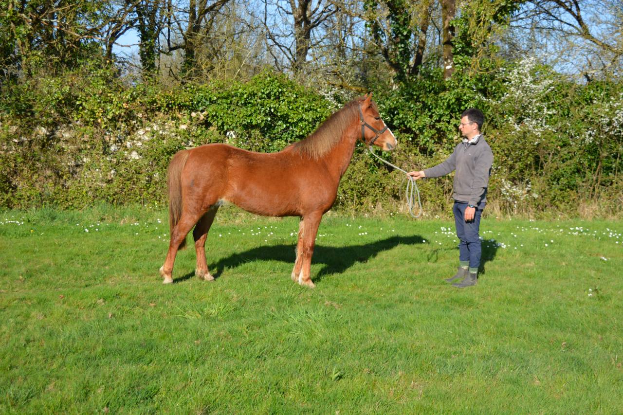 Mare French Saddle Pony For sale 2020 Chesnut