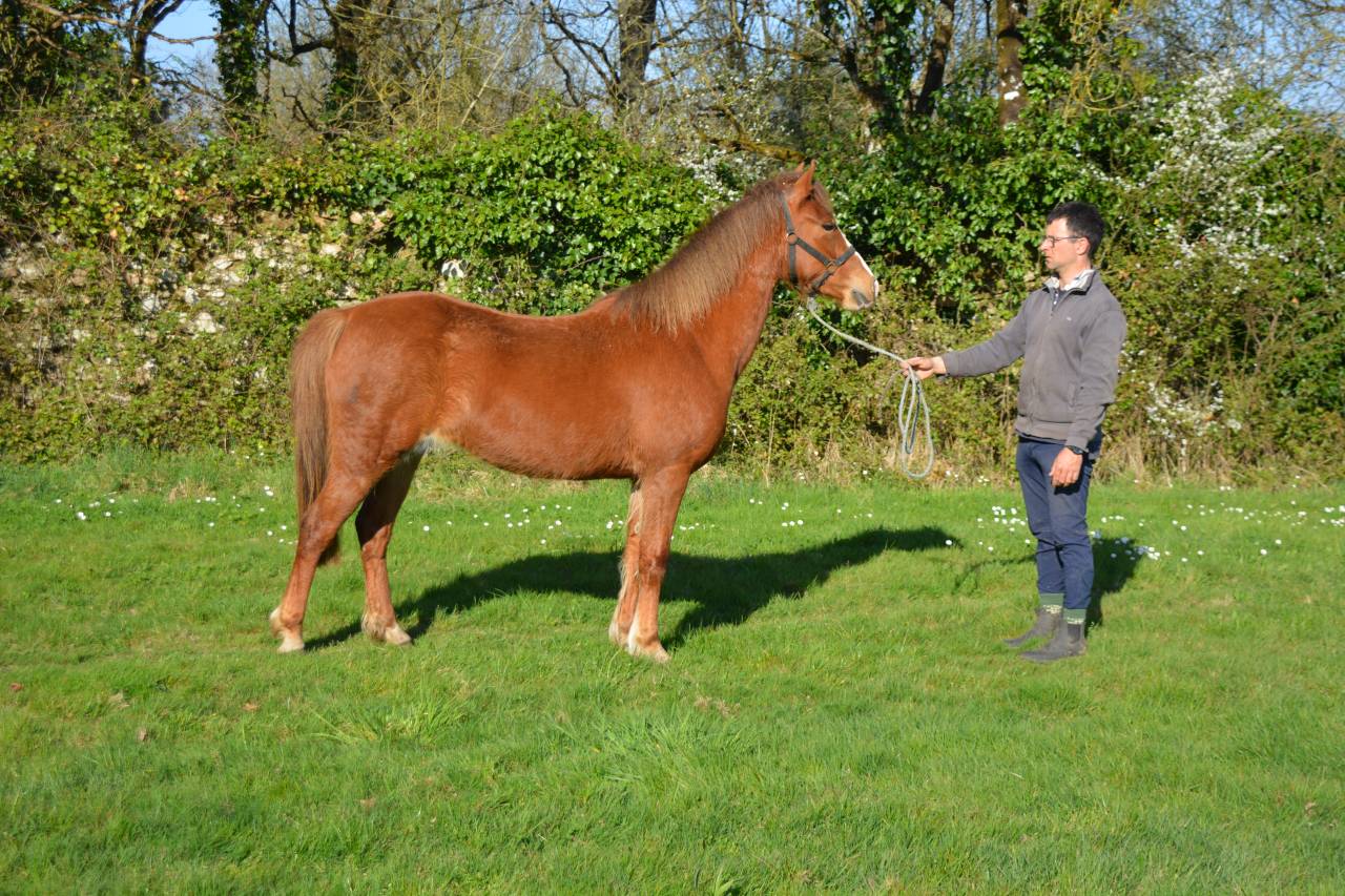 Mare French Saddle Pony For sale 2020 Chesnut