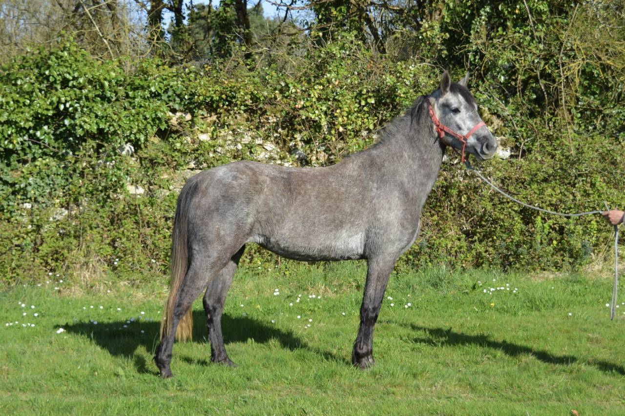 Mare French Saddle Pony For sale 2021 Grey