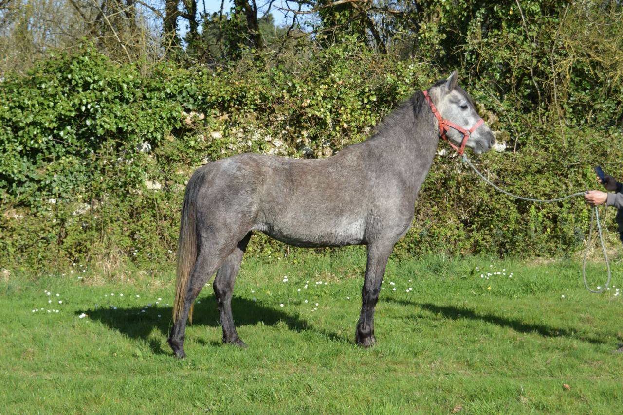 Mare French Saddle Pony For sale 2021 Grey