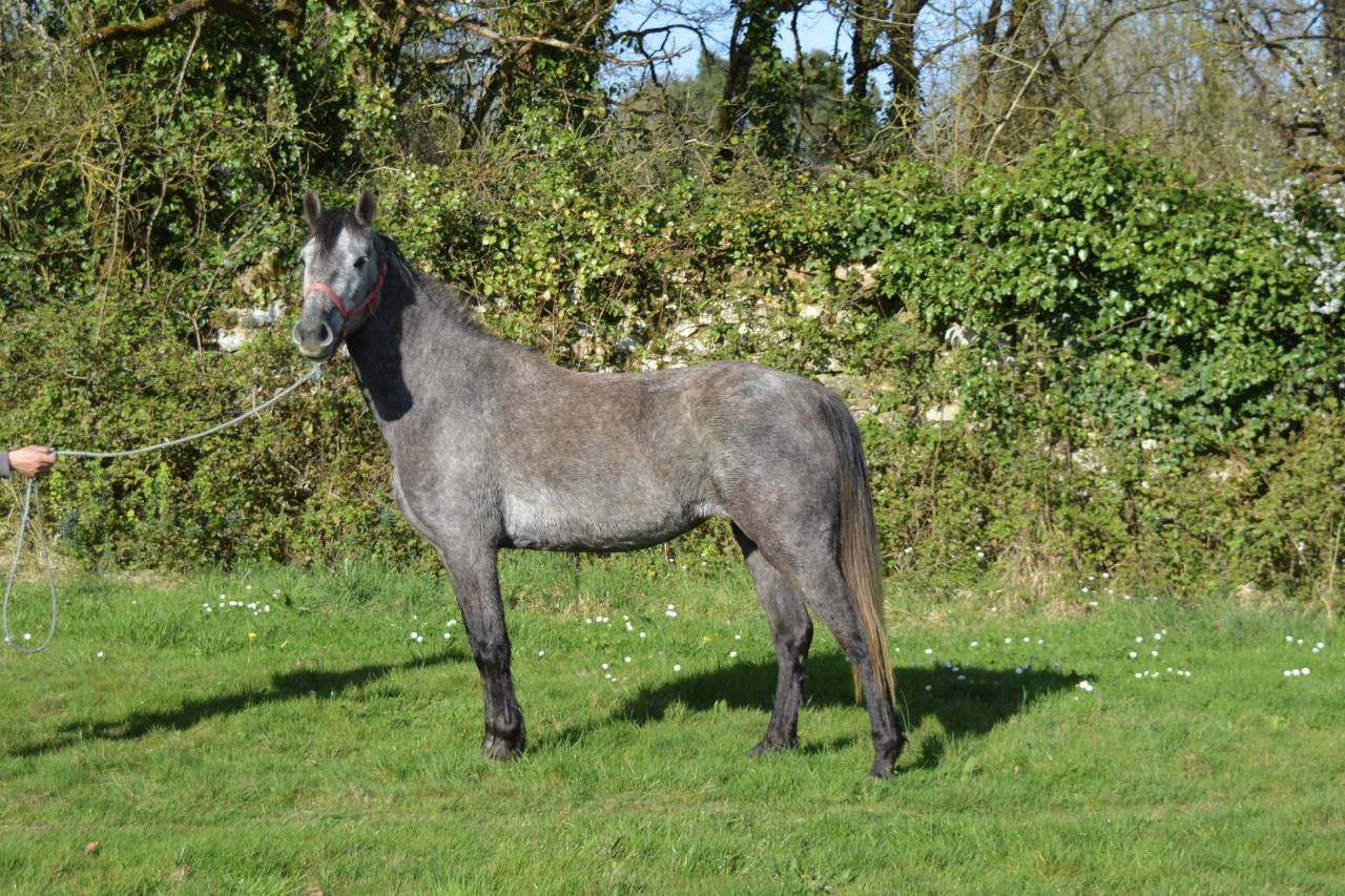 Mare French Saddle Pony For sale 2021 Grey