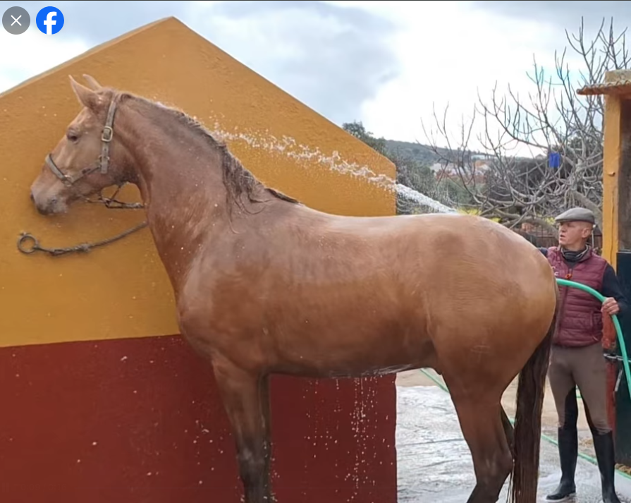 Colt PRE Pure Spanish Bred For sale 2025 Buckskin