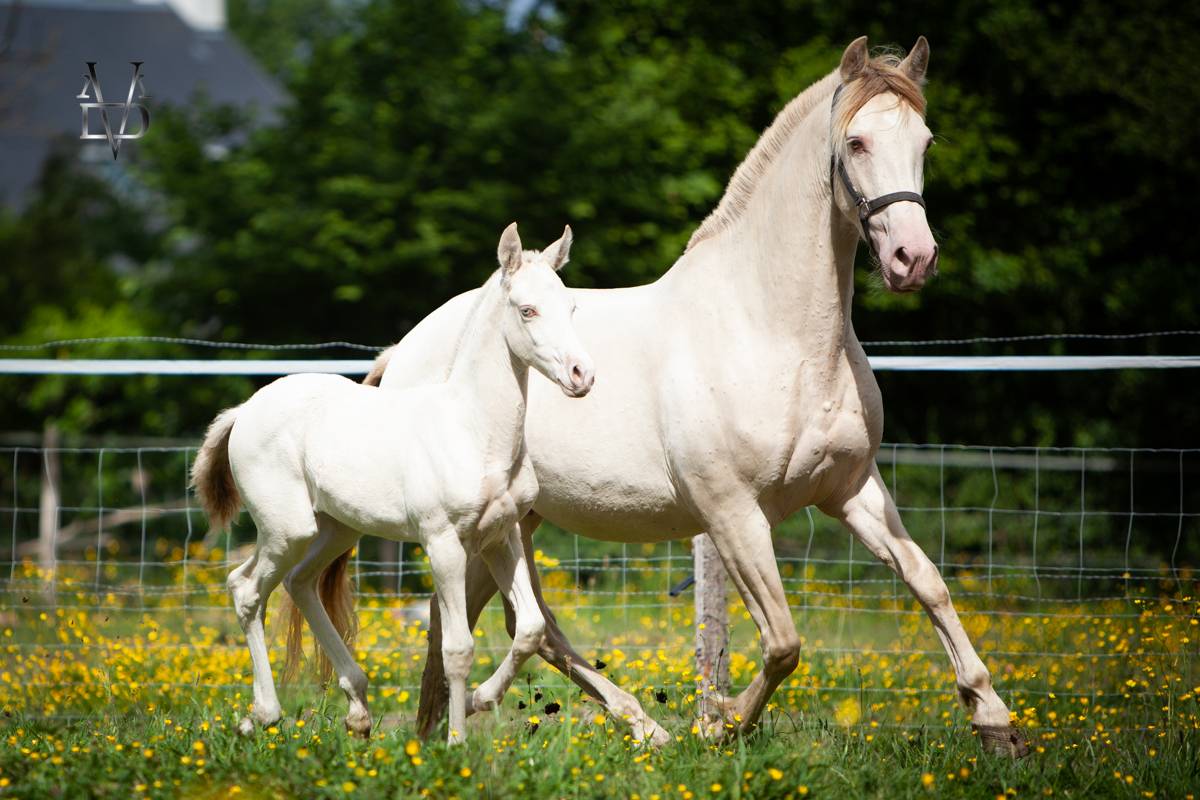 Colt PRE Pure Spanish Bred For sale 2025 Buckskin