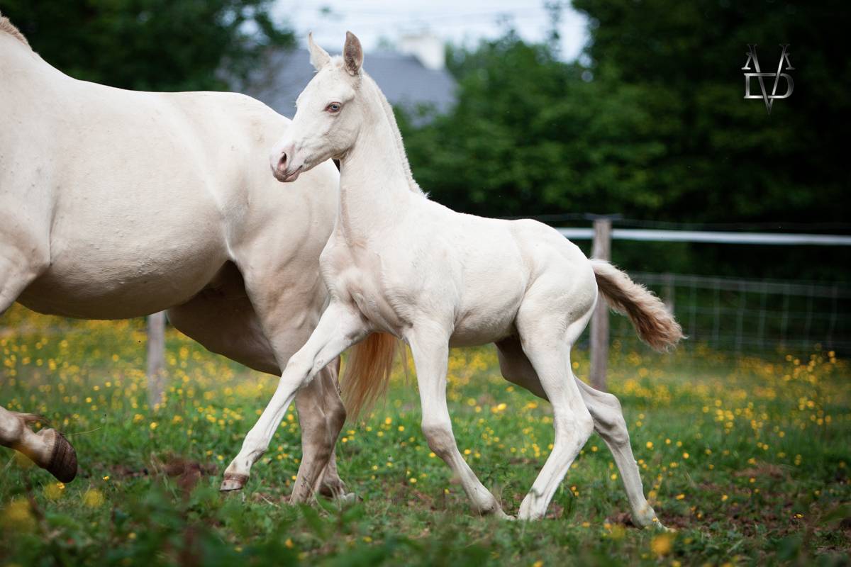 Colt PRE Pure Spanish Bred For sale 2025 Buckskin