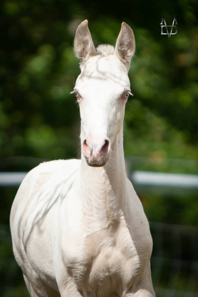 Colt PRE Pure Spanish Bred For sale 2025 Buckskin