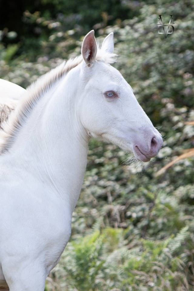 Colt PRE Pure Spanish Bred For sale 2025 Buckskin