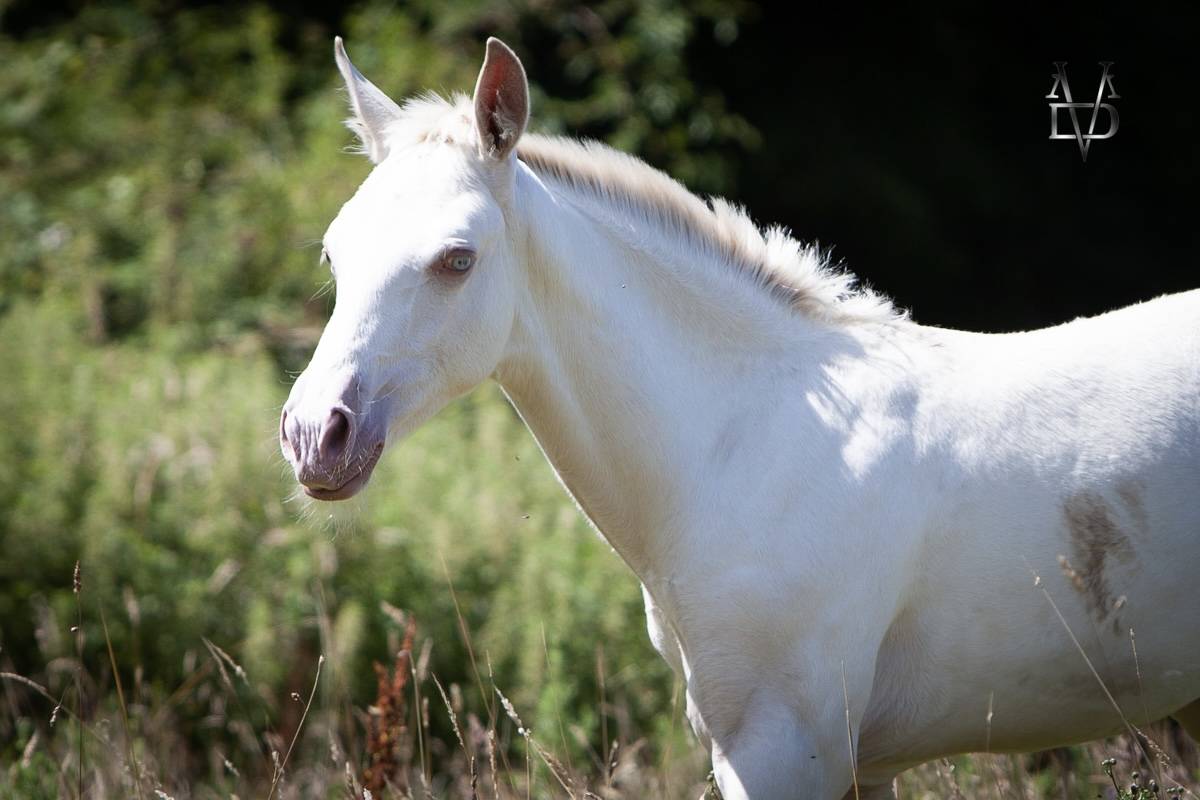 Colt PRE Pure Spanish Bred For sale 2025 Buckskin