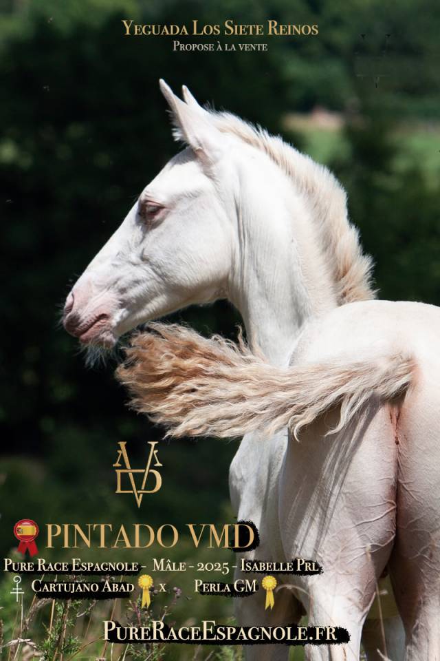 Colt PRE Pure Spanish Bred For sale 2025 Buckskin