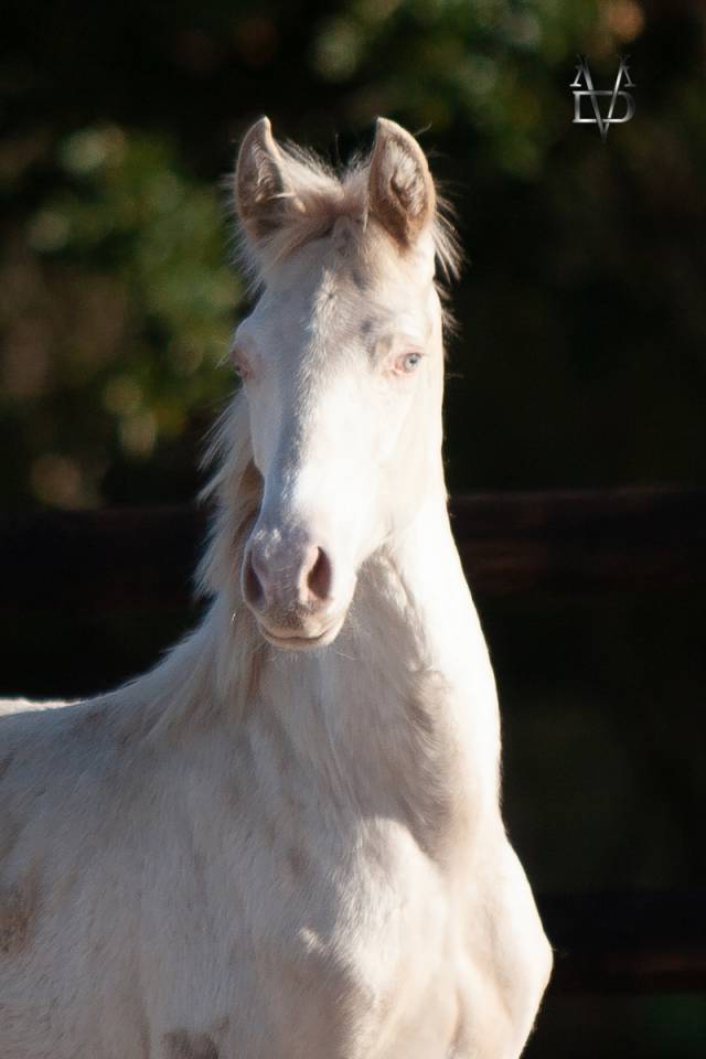 Colt PRE Pure Spanish Bred For sale 2025 Buckskin