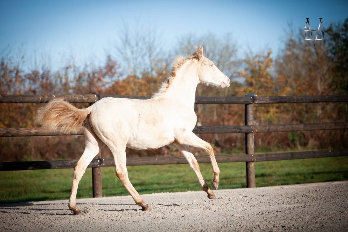 Colt PRE Pure Spanish Bred For sale 2025 Buckskin