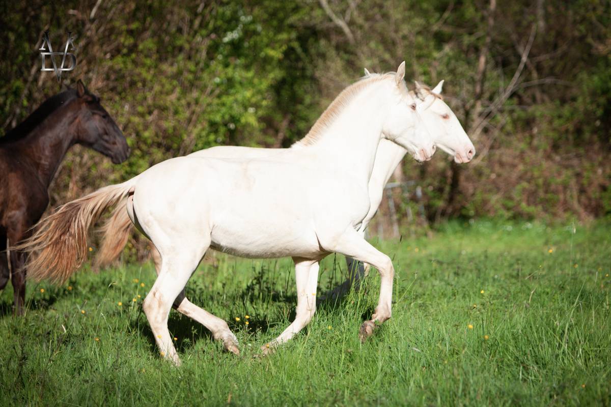 Colt PRE Pure Spanish Bred For sale 2025 Buckskin