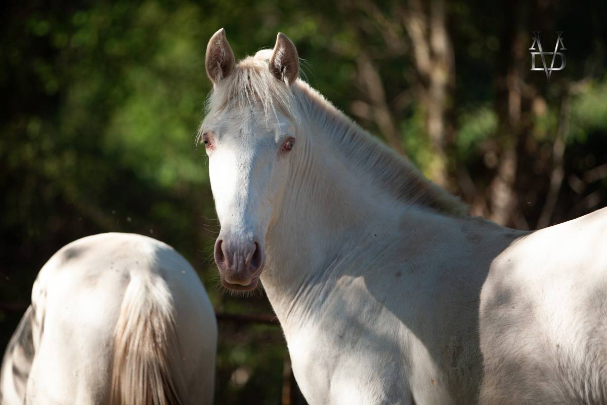 Colt PRE Pure Spanish Bred For sale 2025 Buckskin