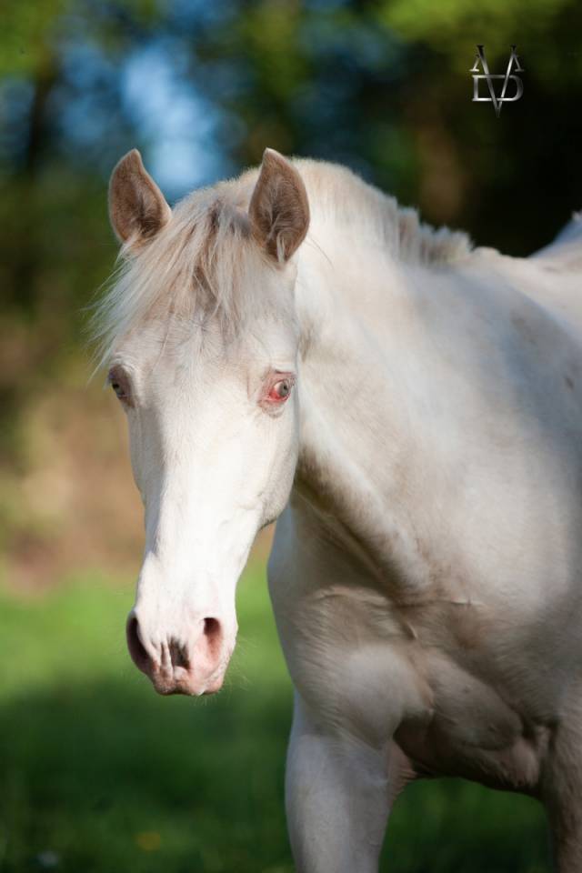 Colt PRE Pure Spanish Bred For sale 2025 Buckskin