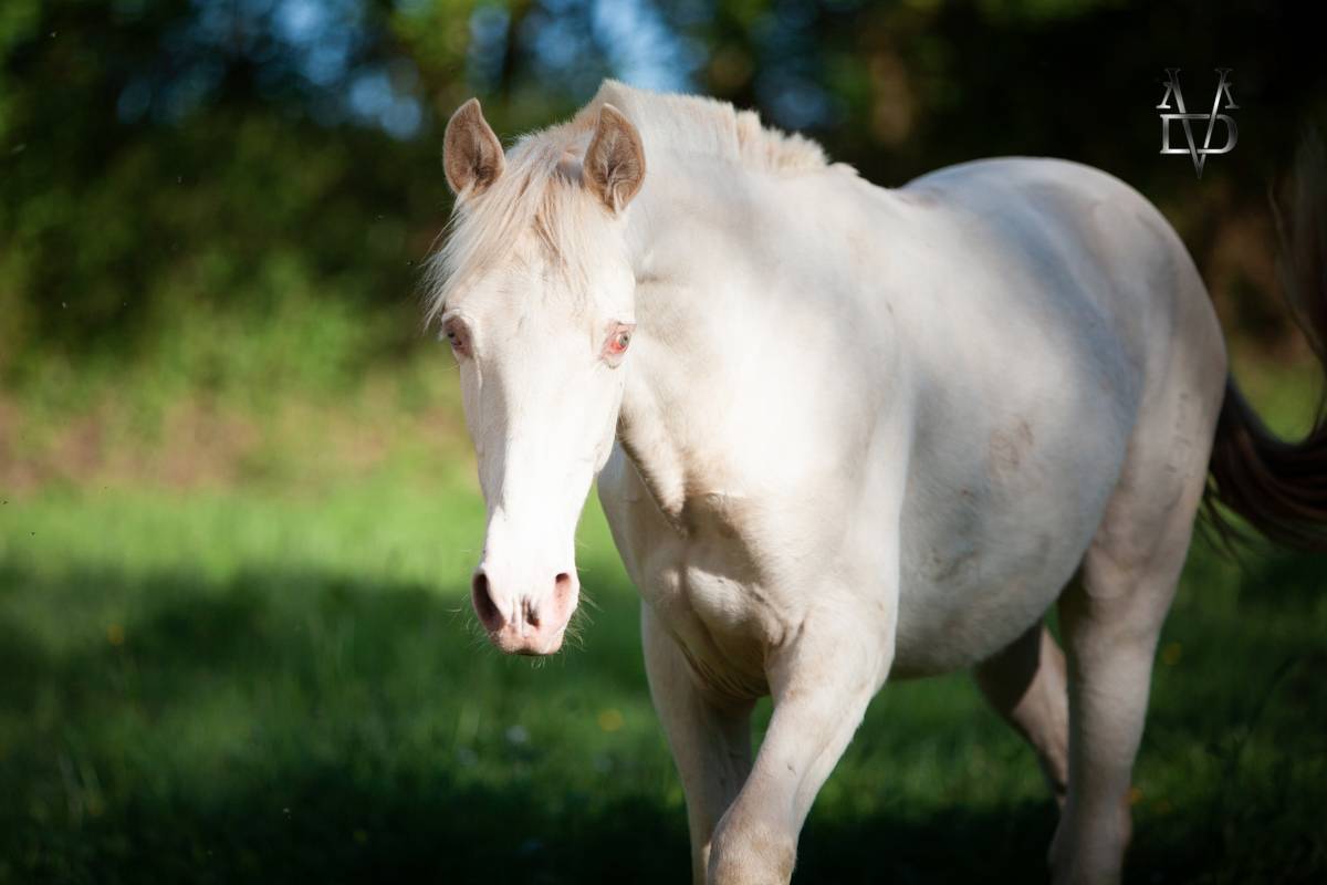 Colt PRE Pure Spanish Bred For sale 2025 Buckskin