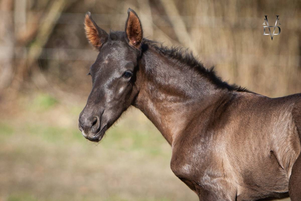 Colt PRE Pure Spanish Bred For sale 2025 Black