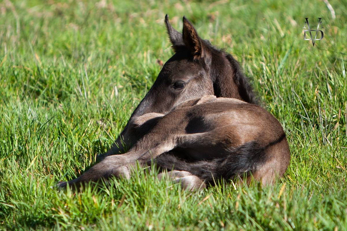 Colt PRE Pure Spanish Bred For sale 2025 Black
