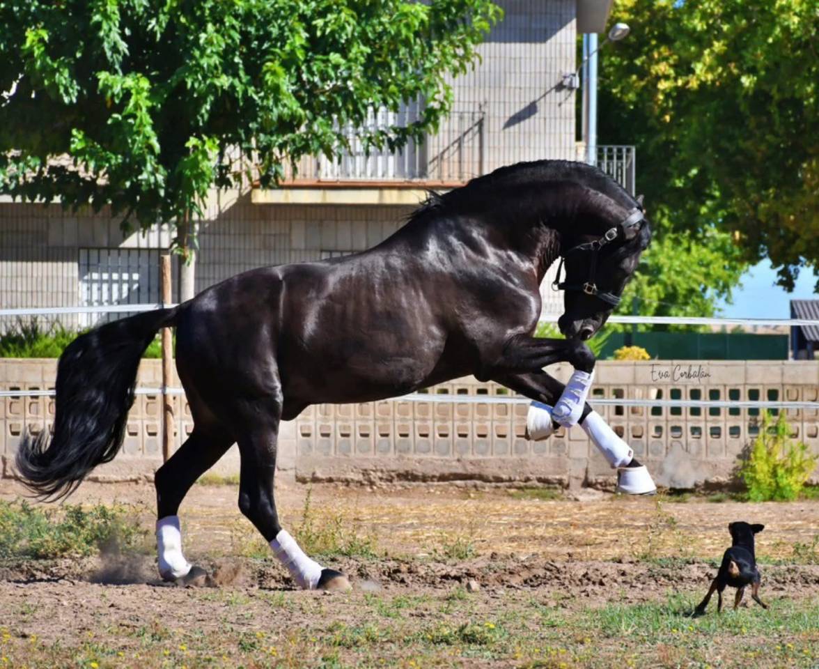 Colt PRE Pure Spanish Bred For sale 2025 Black