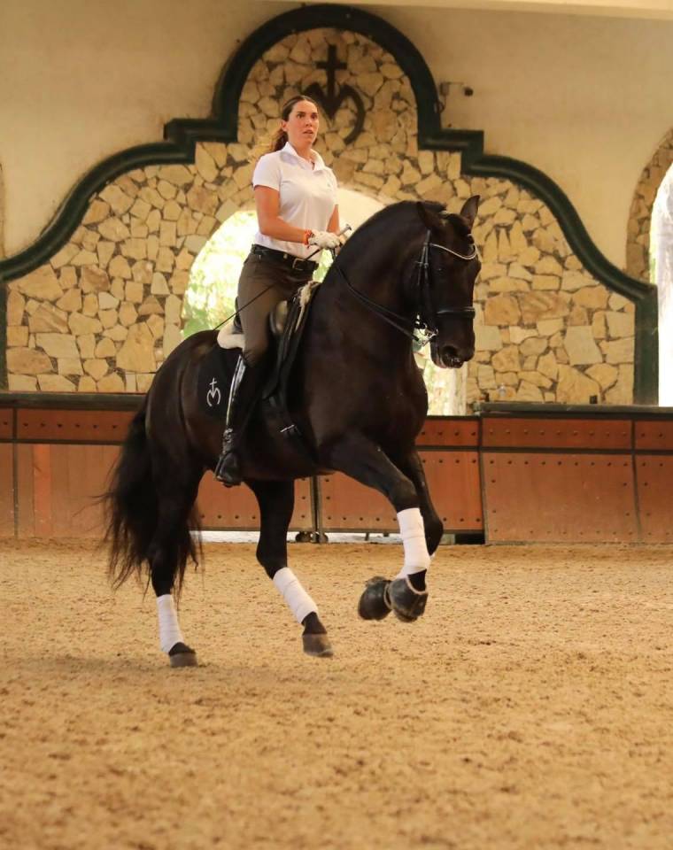 Colt PRE Pure Spanish Bred For sale 2025 Black