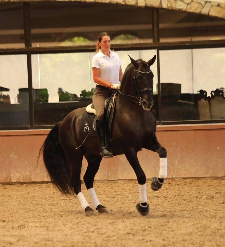 Colt PRE Pure Spanish Bred For sale 2025 Black