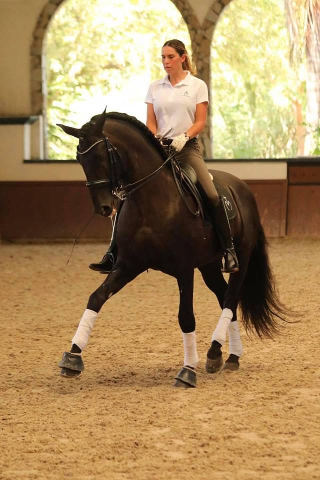 Colt PRE Pure Spanish Bred For sale 2025 Black