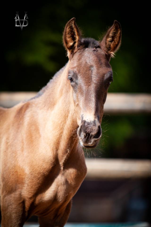 Colt PRE Pure Spanish Bred For sale 2025 Black