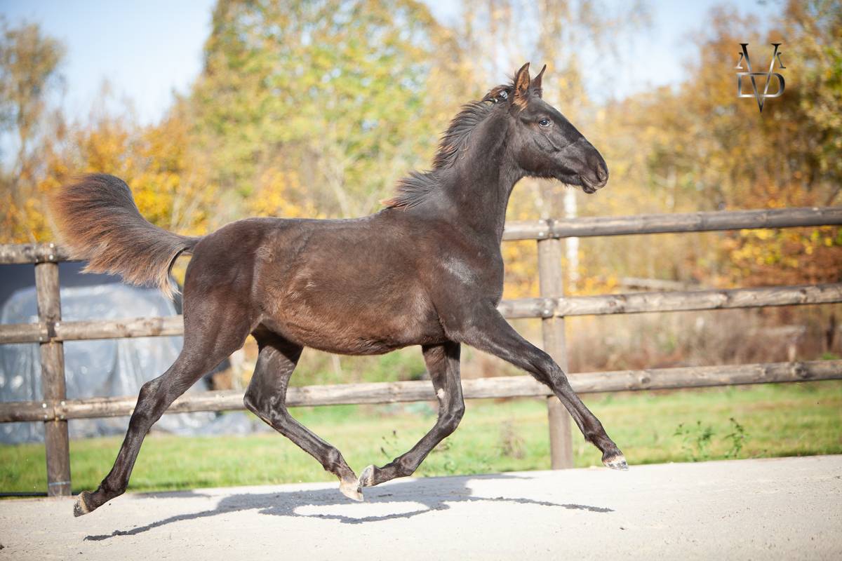 Colt PRE Pure Spanish Bred For sale 2025 Black