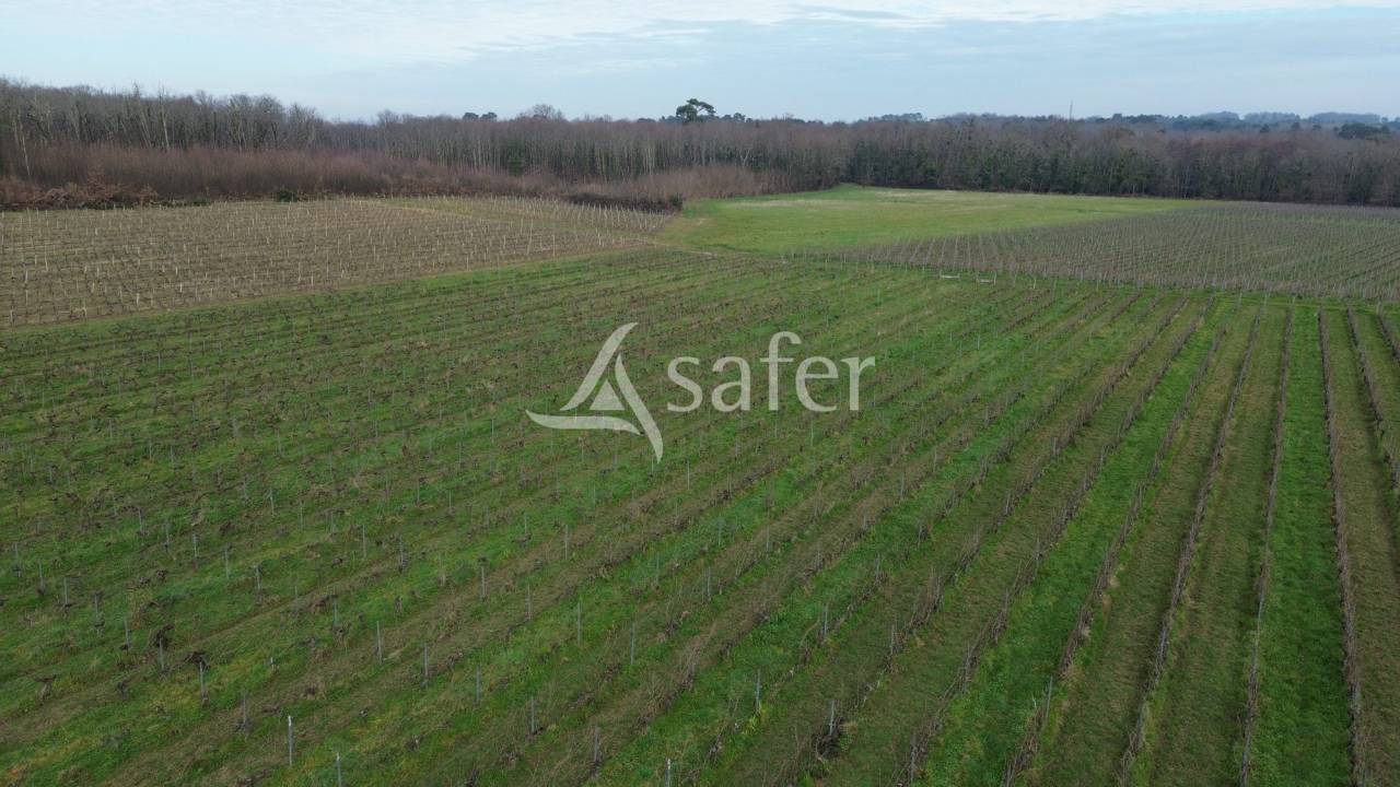 Vineyard  Gironde