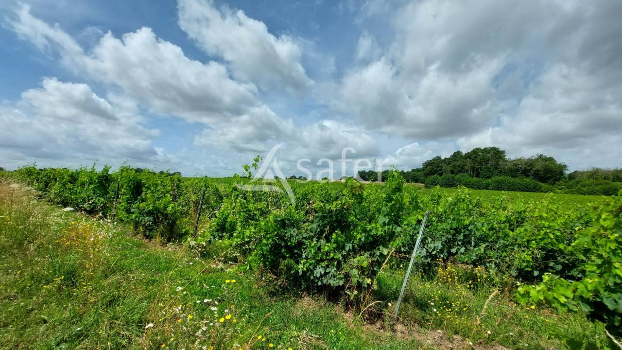 Vineyard  Gironde