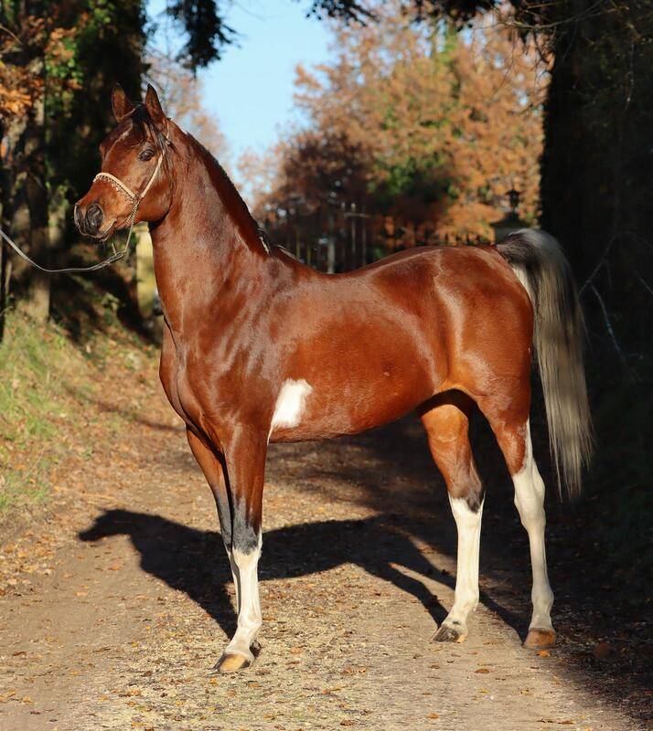 terackie psynsatonal desing - Pintabian 2012 by PSYNERGY