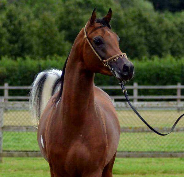 terackie psynsatonal desing - Pintabian 2012 by PSYNERGY