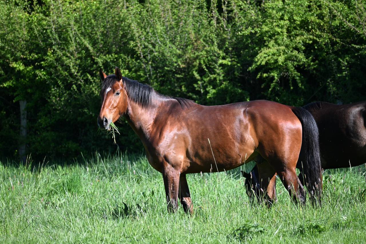 Gelding Zangersheide For sale 2022 Bay