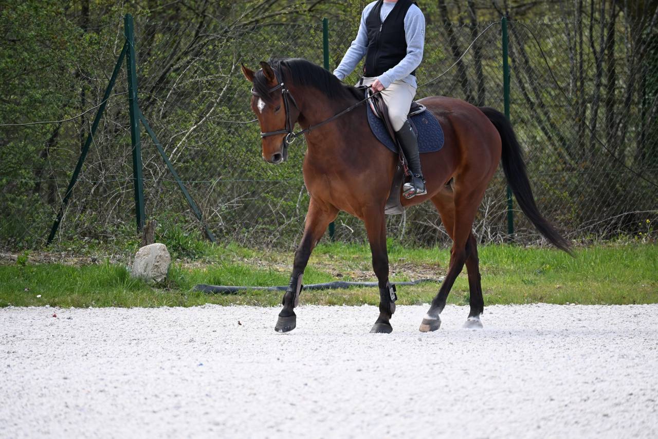 Gelding Zangersheide For sale 2022 Bay