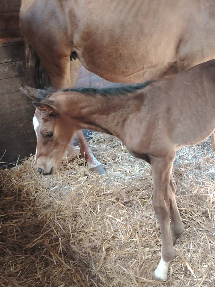 Gelding Selle Français For sale 2025 Dark Bay