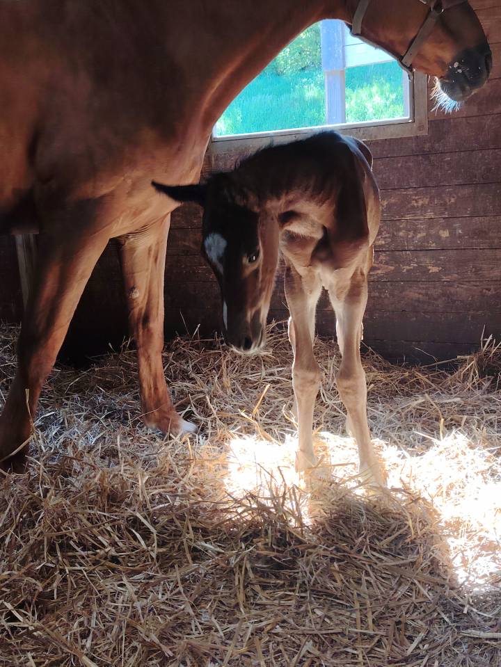Gelding Selle Français For sale 2025 Dark Bay