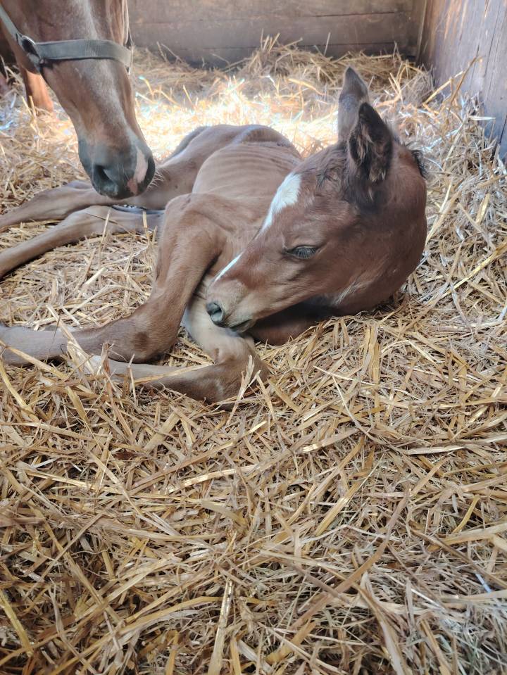 Gelding Selle Français For sale 2025 Dark Bay