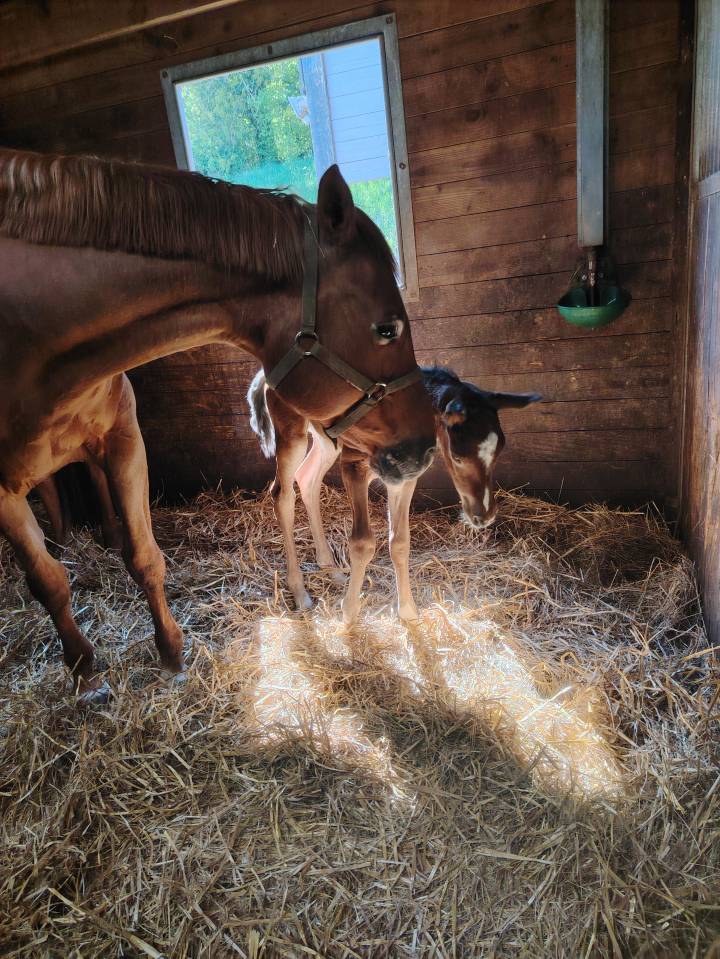 Gelding Selle Français For sale 2025 Dark Bay