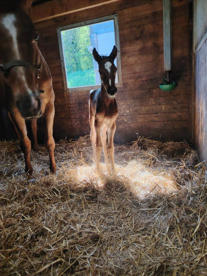 Gelding Selle Français For sale 2025 Dark Bay
