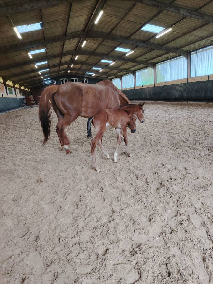 Gelding Selle Français For sale 2025 Dark Bay