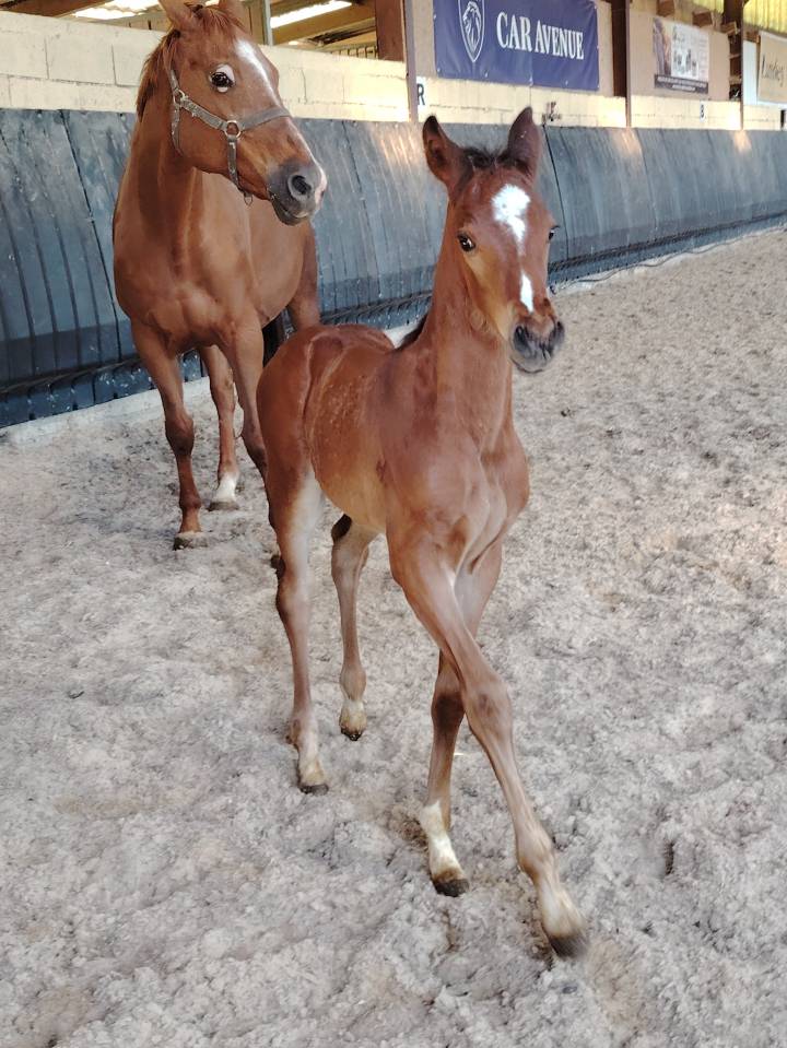 Gelding Selle Français For sale 2025 Dark Bay