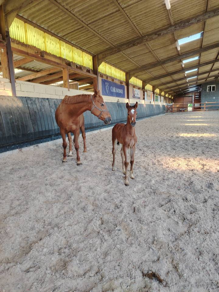 Gelding Selle Français For sale 2025 Dark Bay