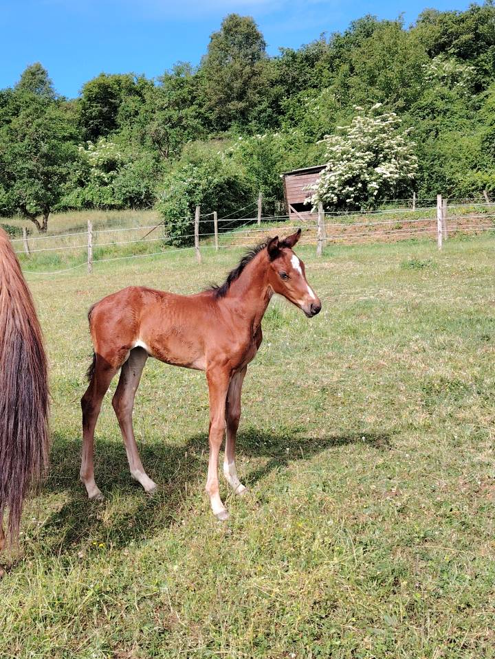 Gelding Selle Français For sale 2025 Dark Bay