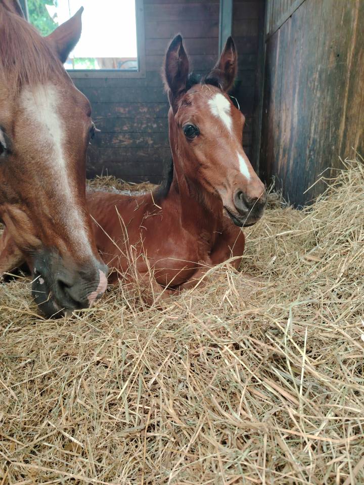 Gelding Selle Français For sale 2025 Dark Bay