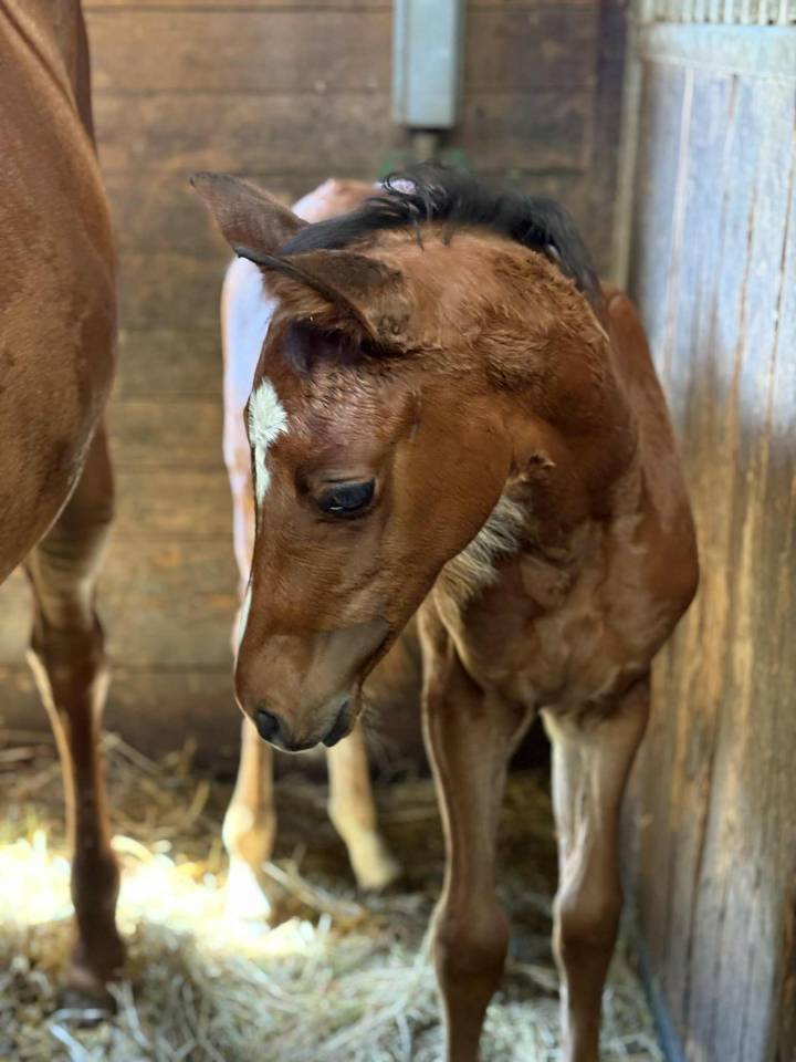 Gelding Selle Français For sale 2025 Dark Bay
