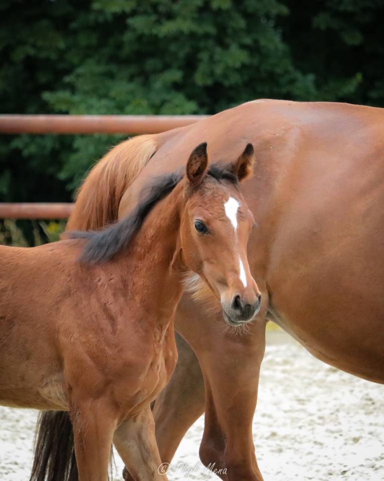 Gelding Selle Français For sale 2025 Dark Bay