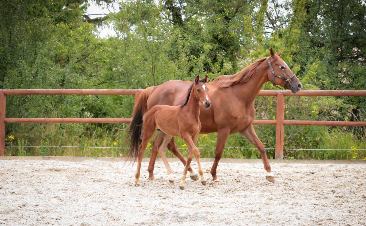 Gelding Selle Français For sale 2025 Dark Bay