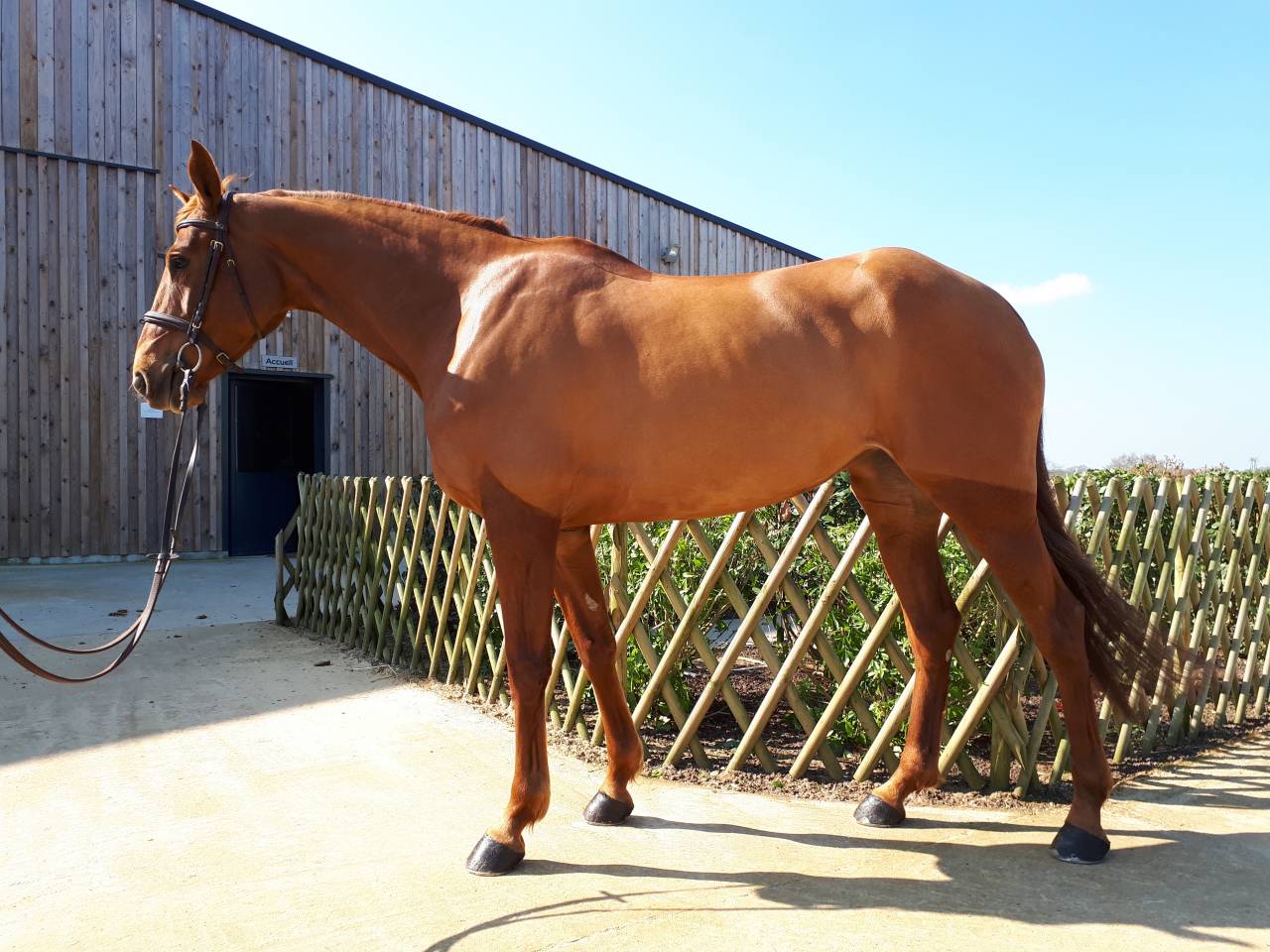 Mare Selle Français For sale 2012 Chesnut