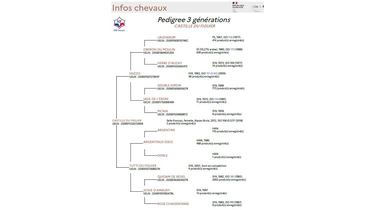 Mare Selle Français For sale 2012 Chesnut