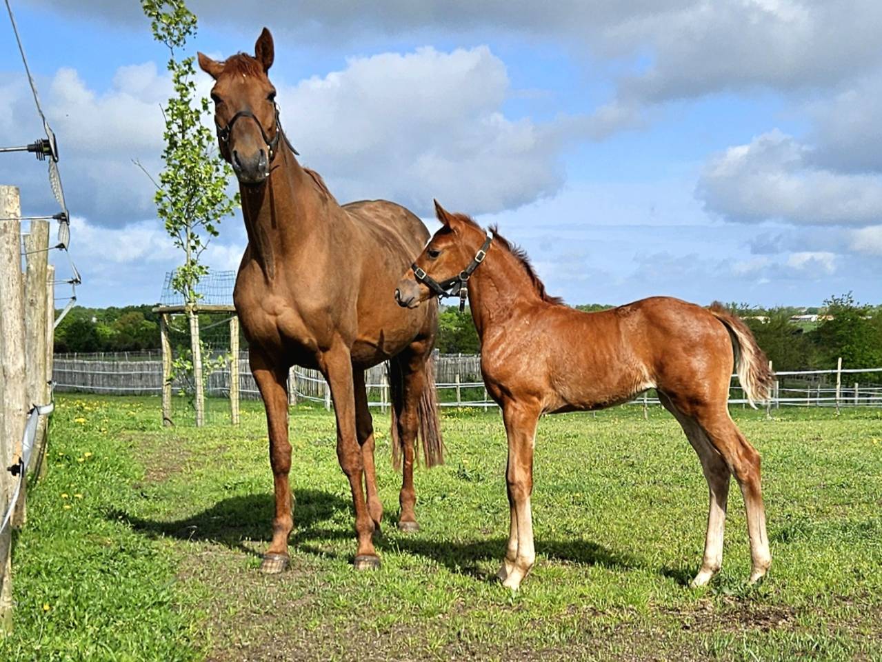 Mare Selle Français For sale 2012 Chesnut